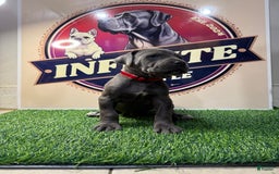 Cane Corso dogs for sale: Blue Male 3 - Listing for pets: Blue Male 2, Blue Male 3, Merle Female 1, Merle Female 2, Merle Female 3, Merle Female 4 - Image 2