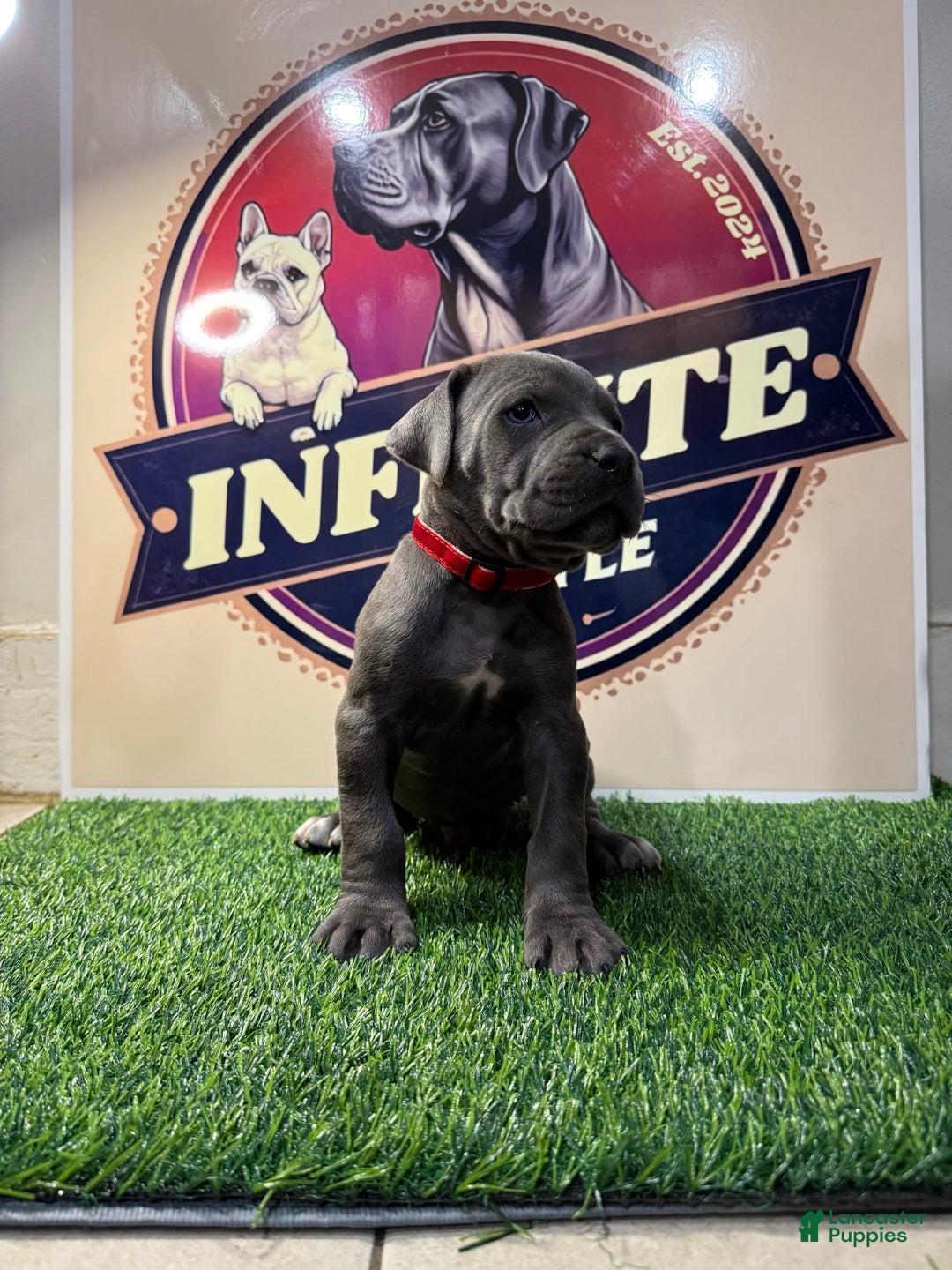 Cane Corso dogs for sale: Blue Male 3 - Listing for pets: Blue Male 2, Blue Male 3, Merle Female 1, Merle Female 2, Merle Female 3, Merle Female 4 - Image 2