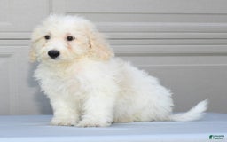 Maltipoo dogs for sale: Callie - Image 4