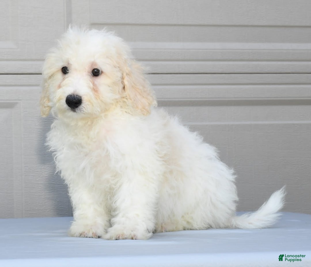 Maltipoo dogs for sale: Callie - Image 4