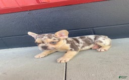 French Bulldog dogs for sale: Zookie - Image 4