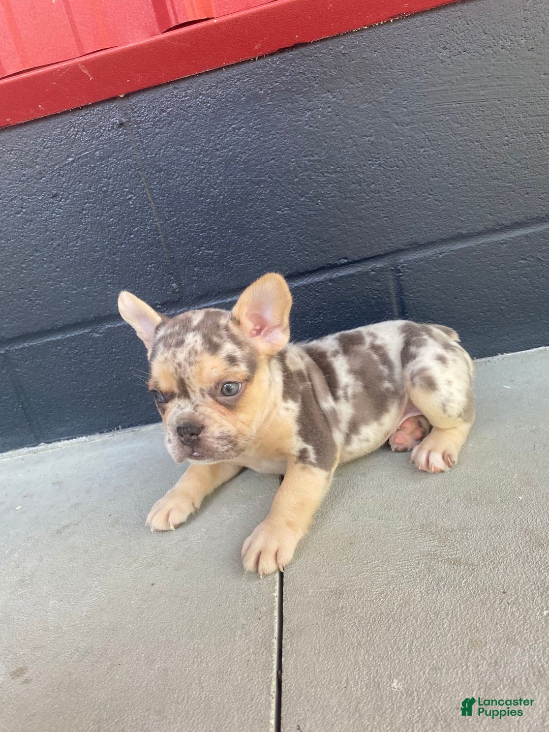 French Bulldog dogs for sale: Zookie - Image 4