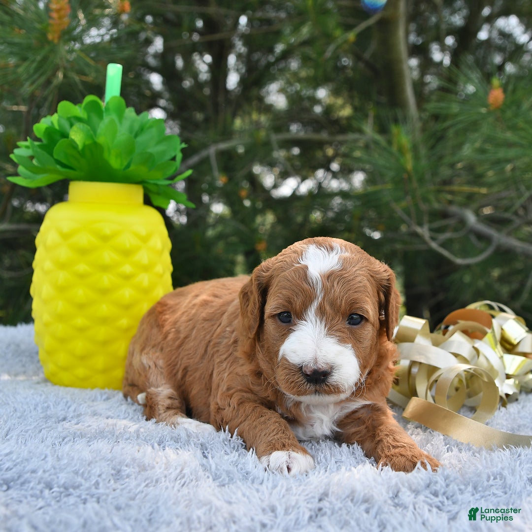 Mini Goldendoodle dogs for sale: Emma - Image 1
