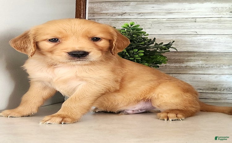 Golden Retriever dogs for sale - Ad 3
