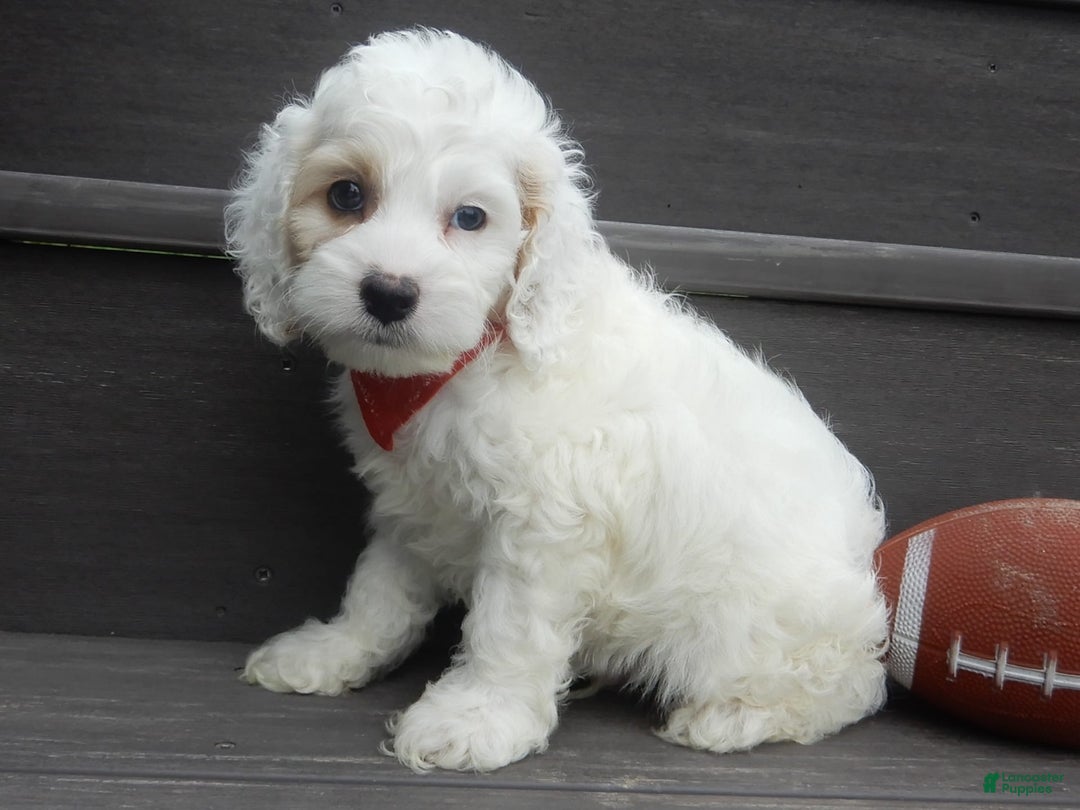 Cockapoo dogs for sale: Teddy - Image 4