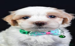 Maltipoo dogs for sale: Buddy - Image 7