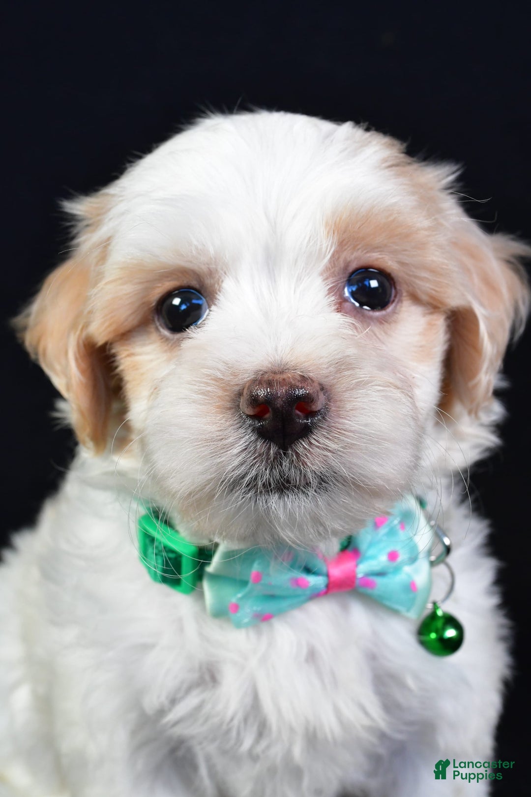 Maltipoo dogs for sale: Buddy - Image 7