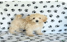 Cavapoo dogs for sale: Ace - Image 3
