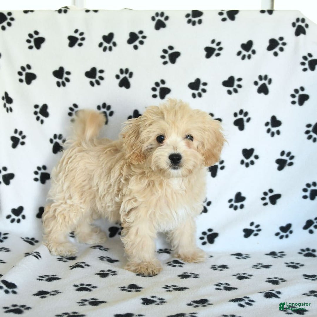 Cavapoo dogs for sale: Ace - Image 3