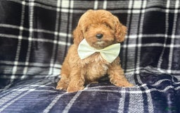 Cockapoo dogs for sale: Royal - Image 5