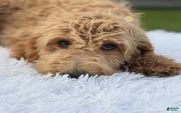 Mini Goldendoodle dogs for sale: Apollo - Image 4