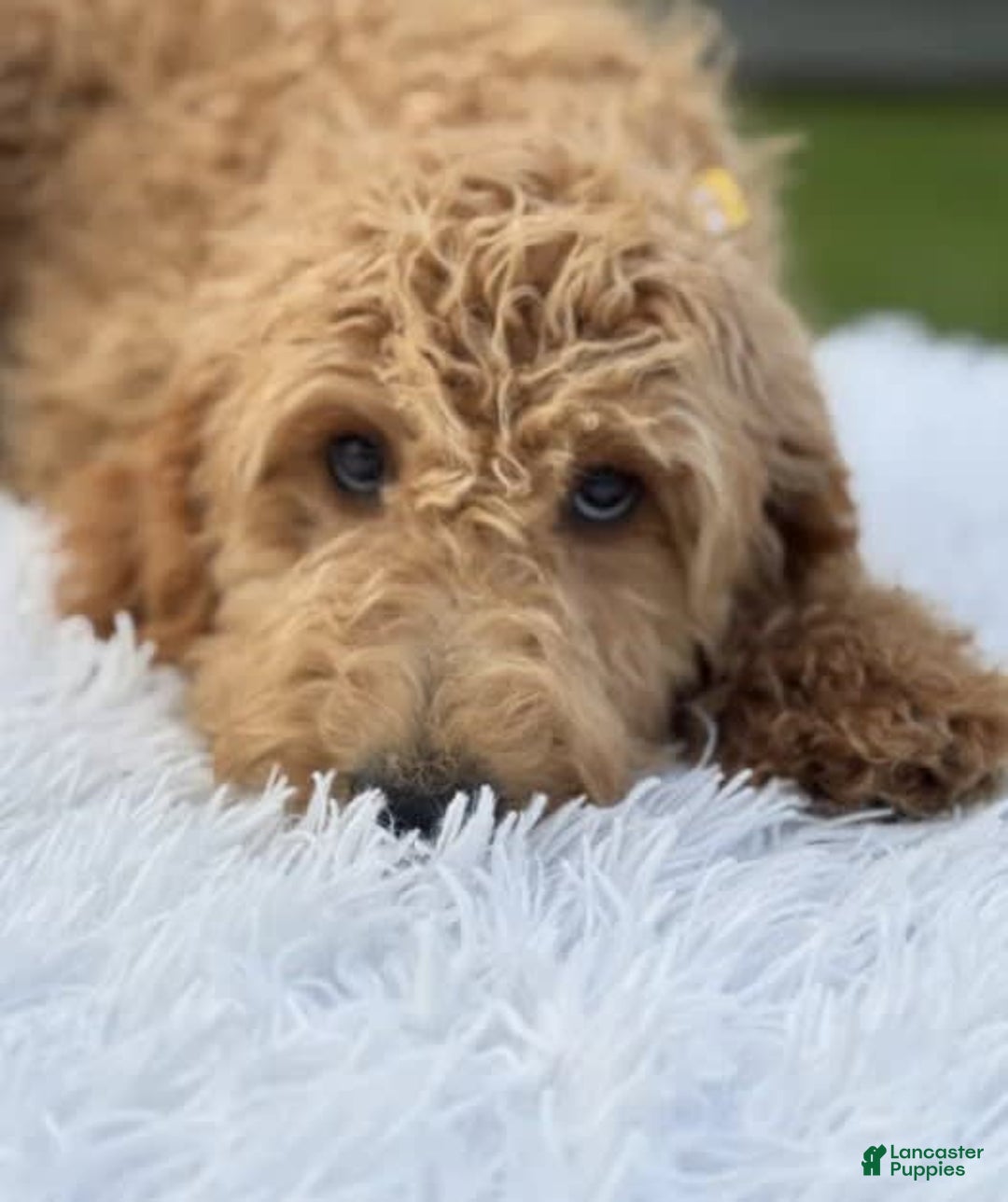 Mini Goldendoodle dogs for sale: Apollo - Image 4