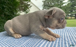 French Bulldog dogs for sale: Daisy - Image 3