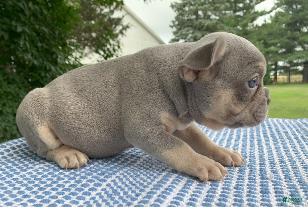 French Bulldog dogs for sale: Daisy - Image 3