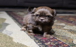 Shih Tzu dogs for sale: Lucy - Image 1