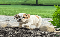 English Bulldog dogs for sale: Sampson - Image 4