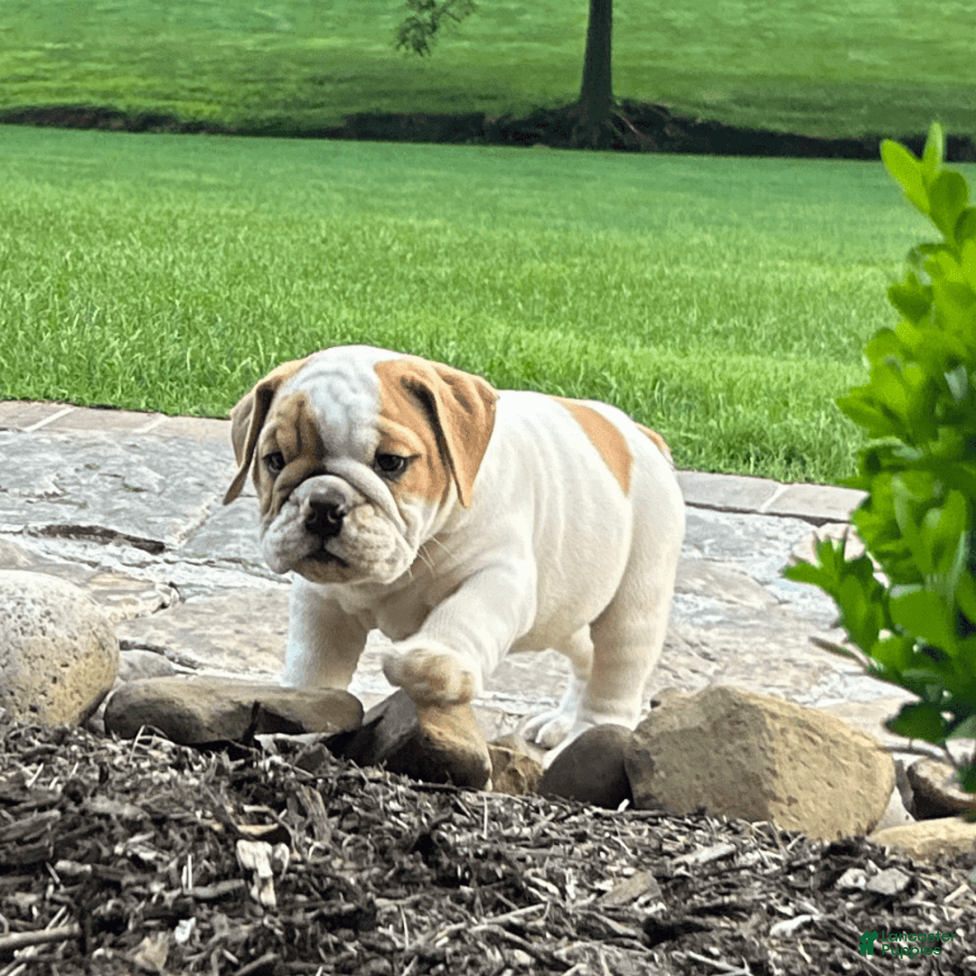 English Bulldog dogs for sale: Sampson - Image 4