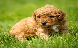 Miniature Poodle dogs for sale: Pierre - Image 2