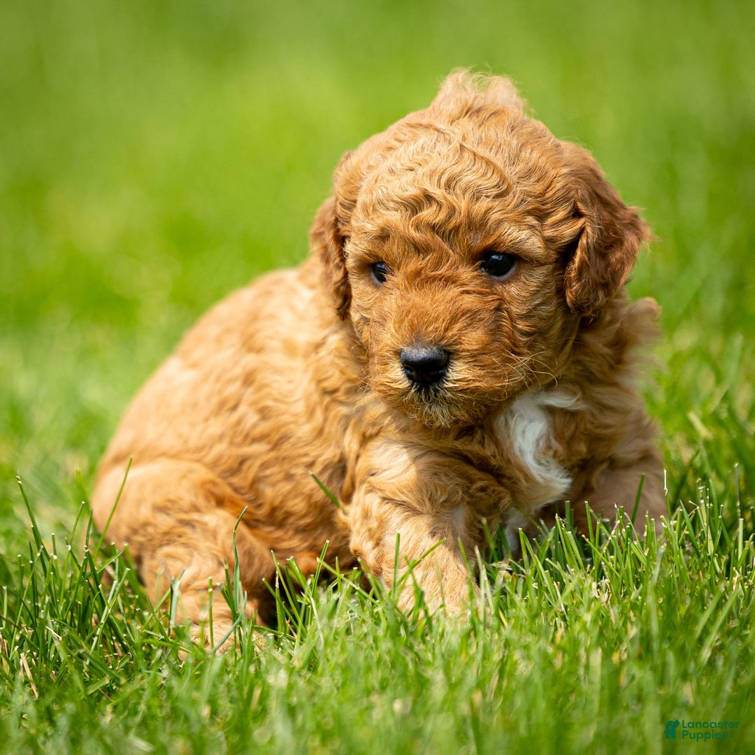 Miniature Poodle dogs for sale: Pierre - Image 2
