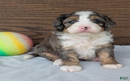 Mini Bernedoodle dogs for sale: Bluey - Image 9