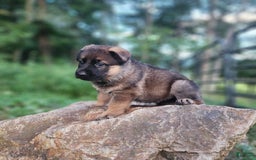 German Shepherd dogs for sale: Kaja - Image 3