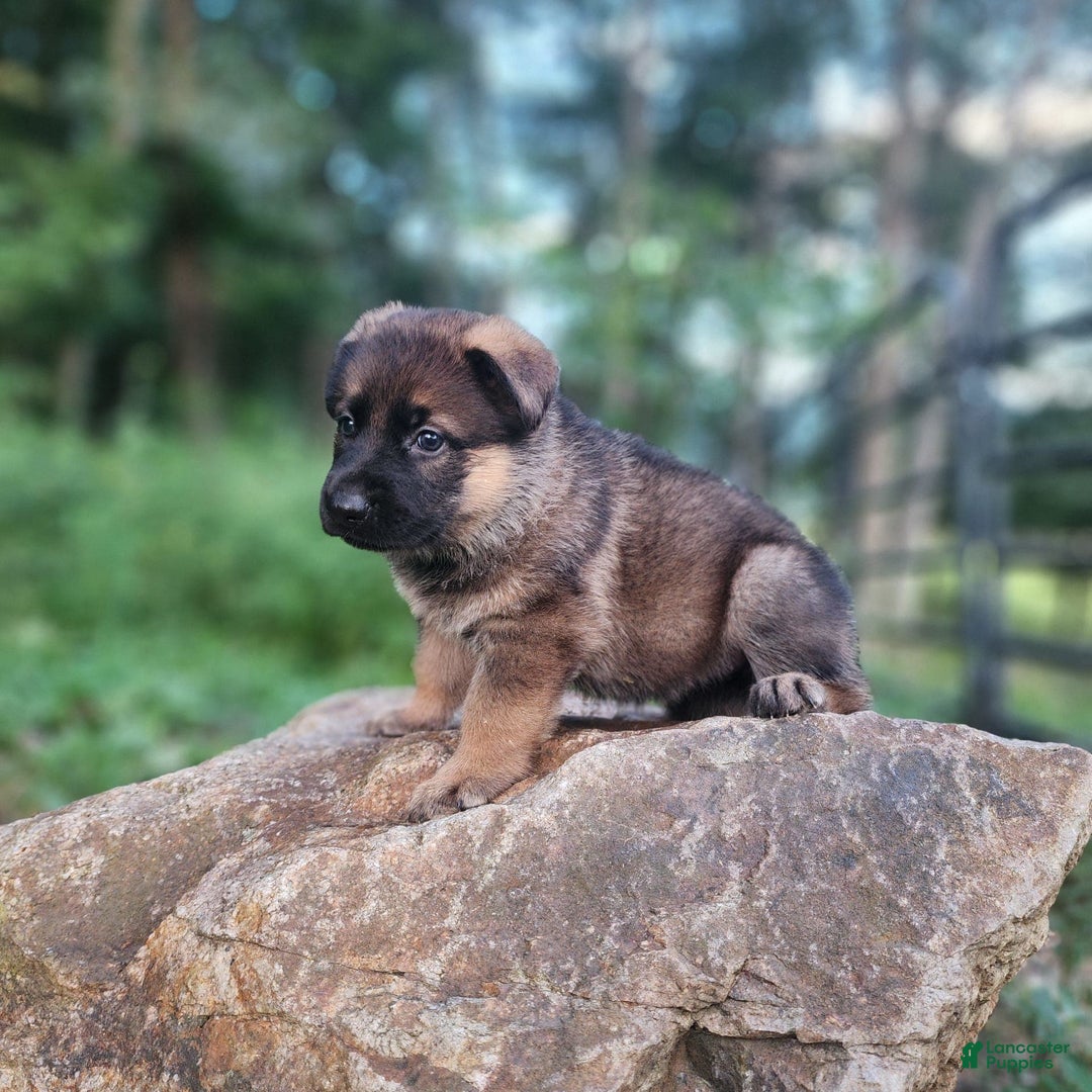 German Shepherd dogs for sale: Kaja - Image 3
