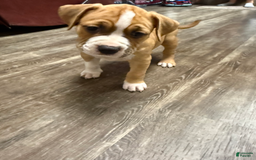 American Pit Bull Terrier dogs for sale: Helga - Image 16
