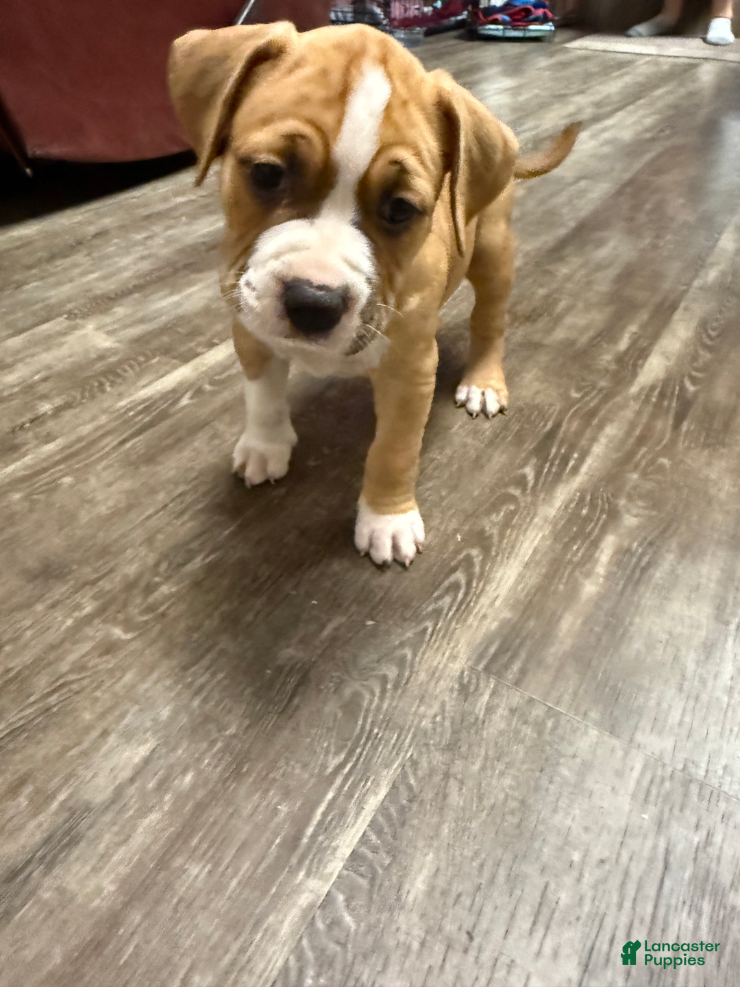 American Pit Bull Terrier dogs for sale: Helga - Image 16