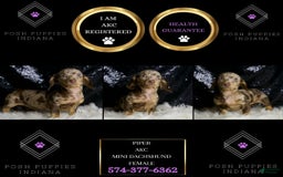 Miniature Dachshund dogs for sale: Piper - Image 4