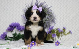 Bernese Mountain Dog dogs for sale: Pebbles - Image 18