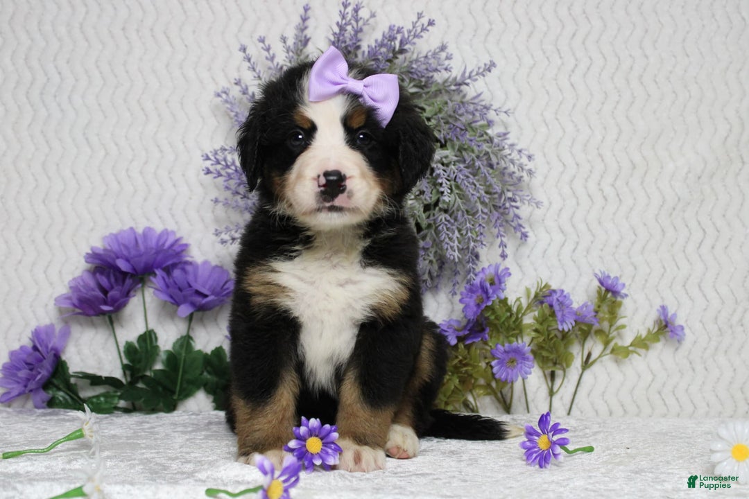 Bernese Mountain Dog dogs for sale: Pebbles - Image 18