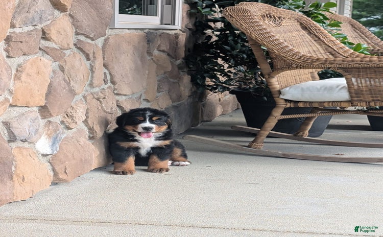 Bernese Mountain Dog dogs for sale - Ad 4
