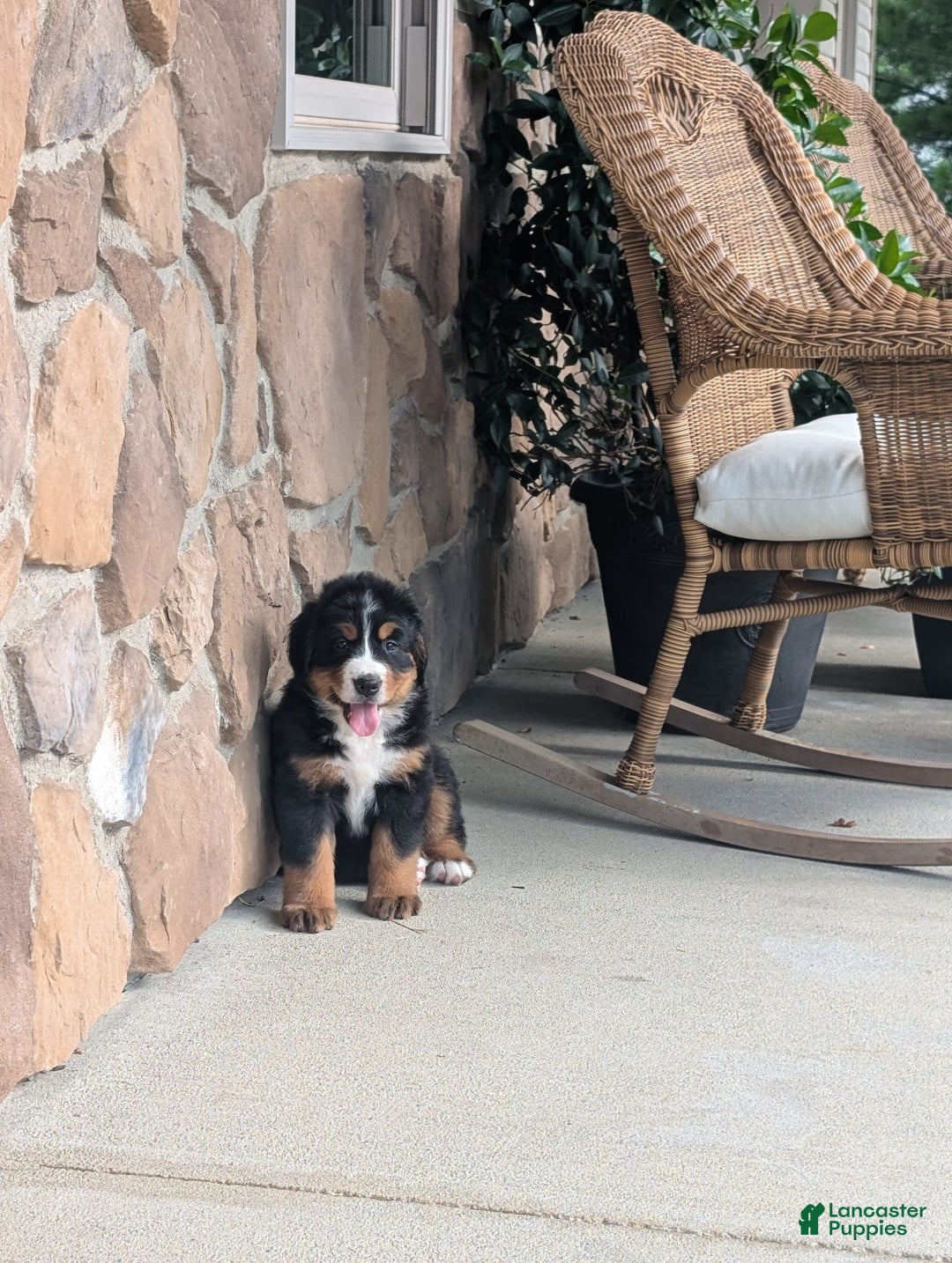 Bernese Mountain Dog dogs for sale: Jazzy - Image 1