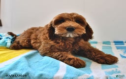 Mini Goldendoodle dogs for sale: Daisy - Image 8