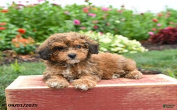 Miniature Poodle dogs for sale: Nash - Image 5