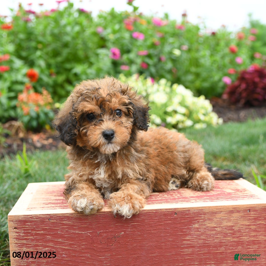 Miniature Poodle dogs for sale: Nash - Image 5