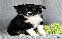 Miniature Australian Shepherd dogs for sale: Amelia - Image 10