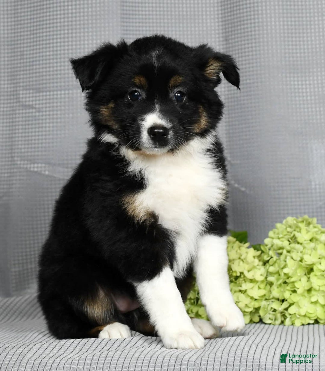 Miniature Australian Shepherd dogs for sale: Amelia - Image 10