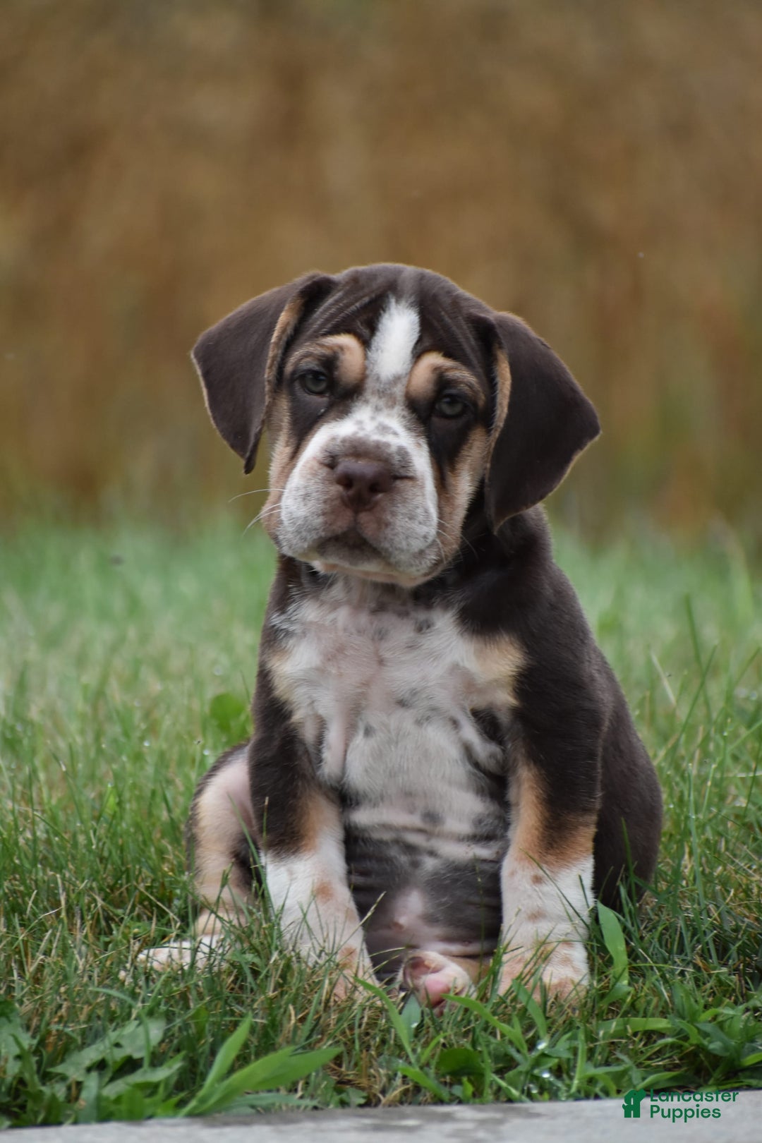 Beabull dogs for sale: Aspen - Image 1