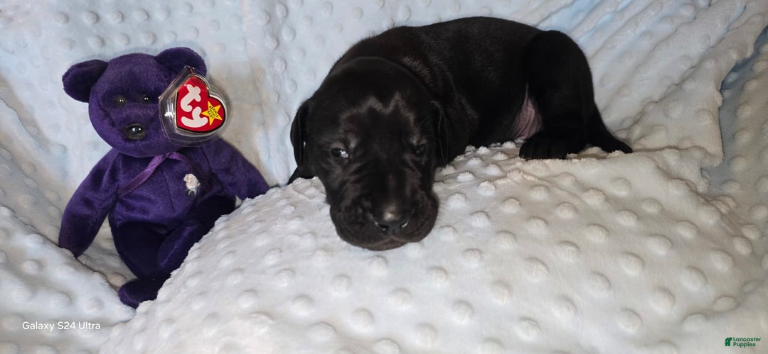 Great Dane dogs for sale: Storm - Image 16