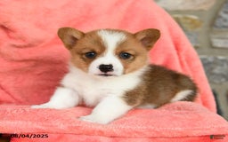 Welsh Corgi Pembroke dogs for sale: Valor Akc - Image 1