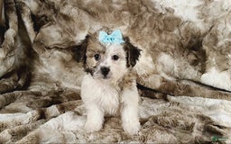 Teddy Bear dogs for sale: Toni - Image 8