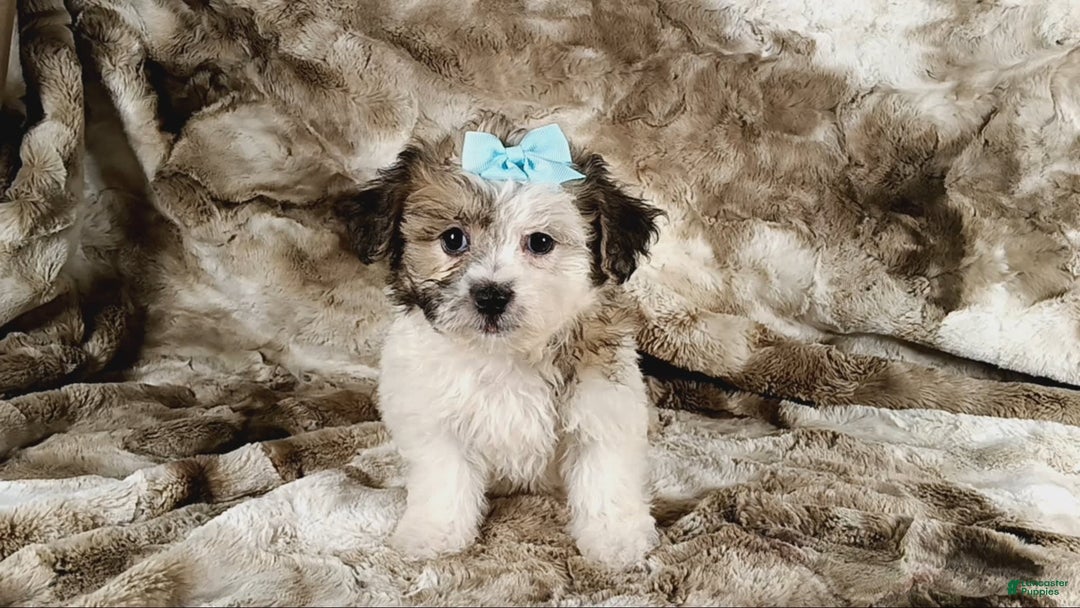 Teddy Bear dogs for sale: Toni - Image 8