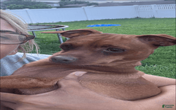 Miniature Pinscher dogs for sale: Scooby Jr - Image 6
