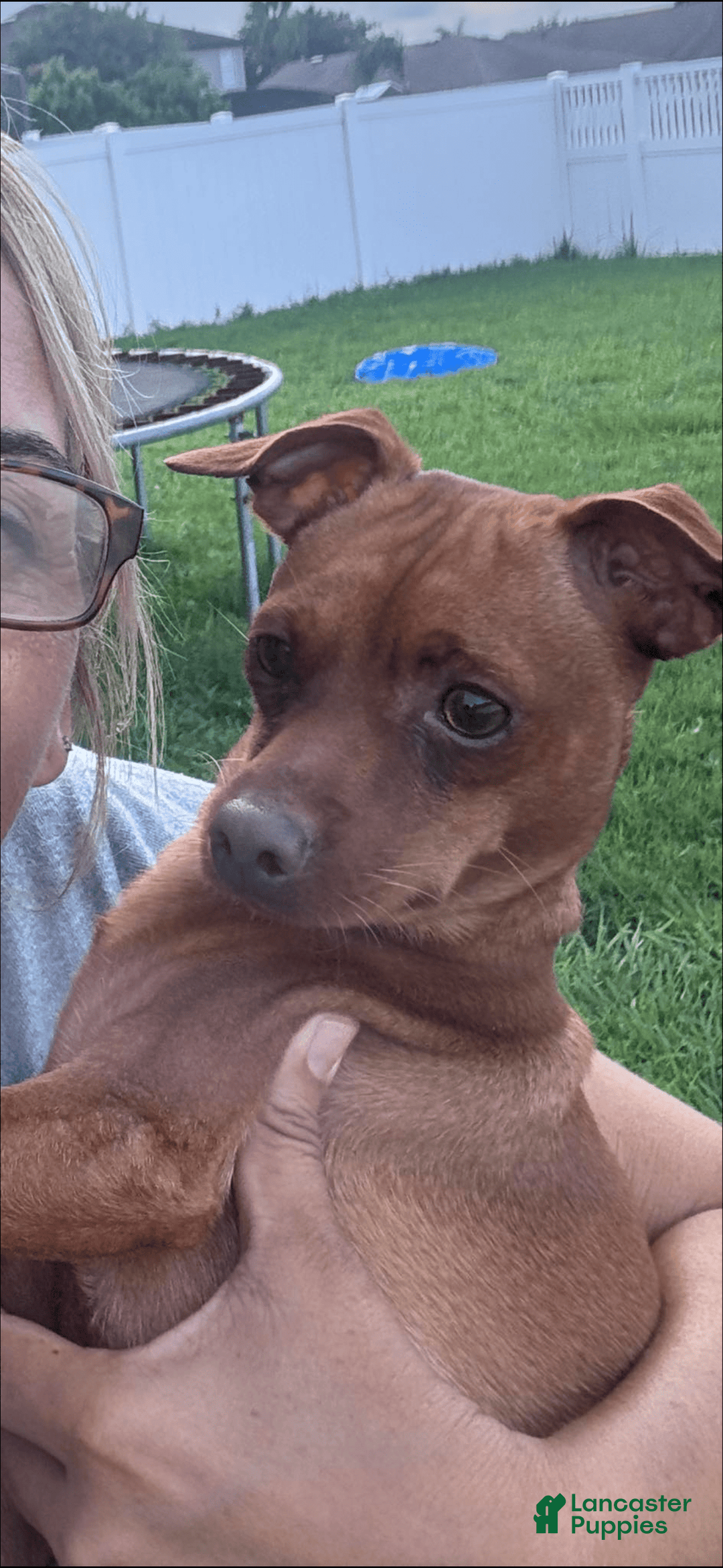 Miniature Pinscher dogs for sale: Scooby Jr - Image 6