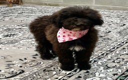 Standard Poodle dogs for sale: Gypsy - Image 25