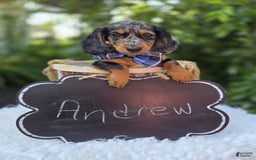 Miniature Dachshund dogs for sale: Andrew - Image 12