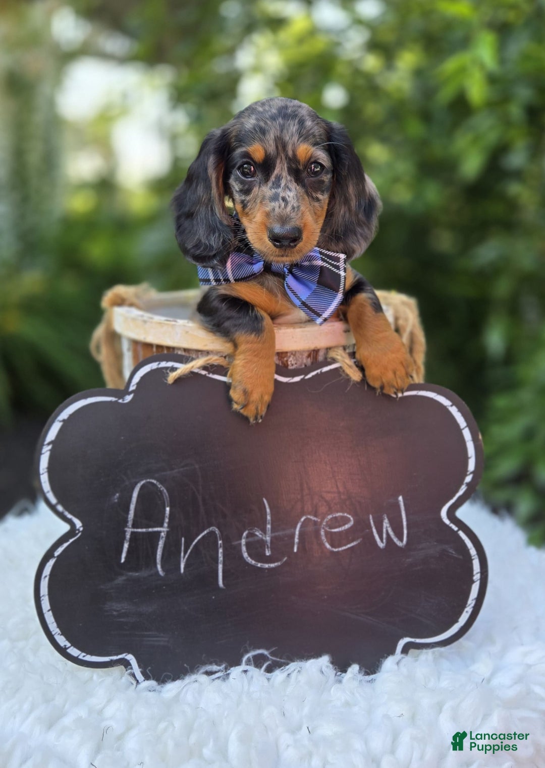 Miniature Dachshund dogs for sale: Andrew - Image 12