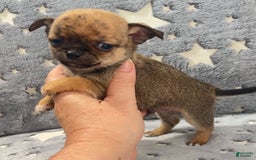 Chihuahua dogs for sale: Brindle Akc - Image 1
