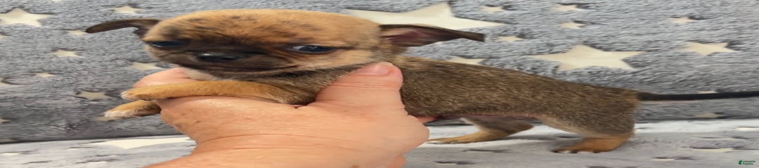 Brindle Akc